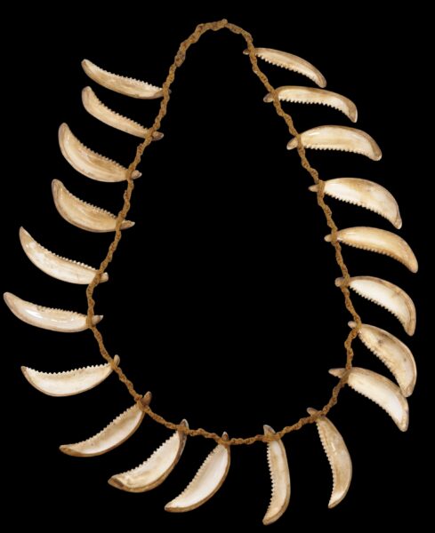 Oceanic Cowrie & Sinnet Cord Necklace - Michael Backman Ltd